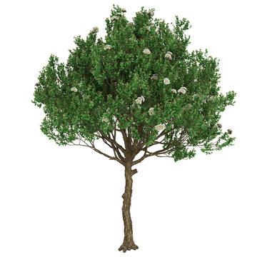 Free PNG 3d illustration of Angophora hispida 2 tree frontal isolated transparent background perfectly cutout high resolution