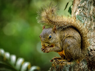 Guerlinguetus aestuans