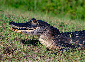 Alligator at Sweetwater Wetlands Preserve in Gainesville, FL