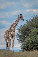 Giraffe eating a shrub isolated in sky in Kruger National park, South Africa ; Specie Giraffa camelopardalis family of Giraffidae