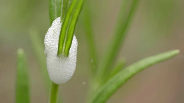 Cuckoo spit on a plant stem Stock footage