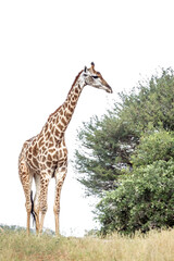 Giraffe isolated in white background in Kruger National park, South Africa ; Specie Giraffa camelopardalis family of Giraffidae