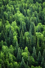 Obraz premium Lush Green Forest Canopy View Showcasing Diverse Tree Species in a Dense Woodland Setting