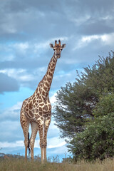 Giraffe close to a shrub isolated in sky in Kruger National park, South Africa ; Specie Giraffa camelopardalis family of Giraffidae