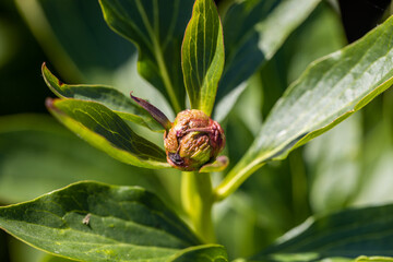 The gray rot on a peony bud