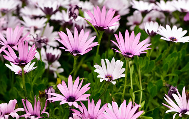 various garden flowers, various daisies