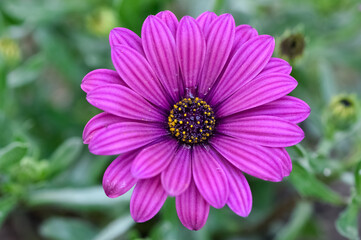 Obraz premium various garden flowers, various daisies