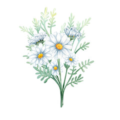 Bouquet of chamomile, daisy, leaves, petal, bud isolated on white background for congratulations, wedding, greeting, invitation card, print, scrapbooking