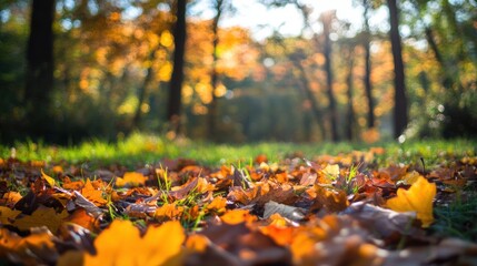 autumn leaves in sunny forest