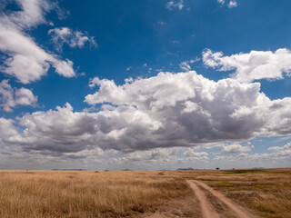Fototapeta premium This picture shows the wonderful and vast landscape of the Serengeti.