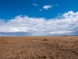 Fototapeta premium This picture shows the wonderful and vast landscape of the Serengeti.