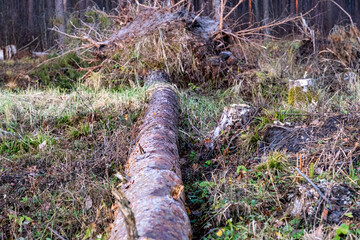 fallen uproot spruce trunk in forest