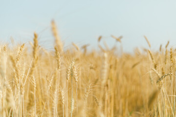 Barley in the golden yellow farm