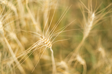 Obraz premium Barley in the golden yellow farm