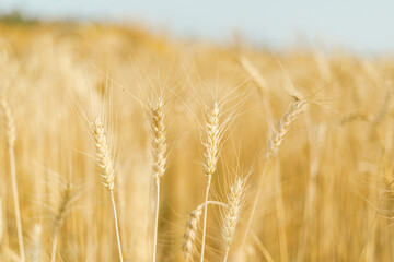 Barley in the golden yellow farm