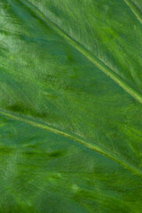 Natural tropical leaf texture with green grooves. Close-up macro view for background. Lines on alocasia leaf.