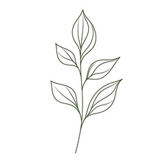 flowers and leaves in pictures illustrator2D