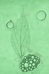 Transparent bubbles of oil and soap on a pale green background. Tree leaf underwater in the background. Experience between art and science.