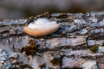 Trametes hirsuta, commonly known as hairy bracket or hairy turkey tail, is a fungal plant pathogen. It is found on dead wood of deciduous trees, especially beechwood.