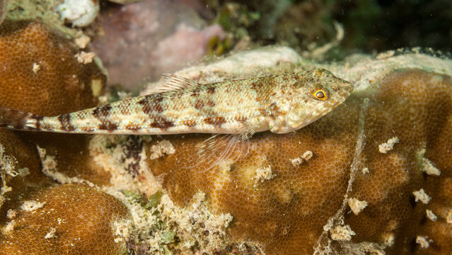 Mozambique, Cabo Delgado, Rolas Island, Lizardfish (Synodontidae, sp.)