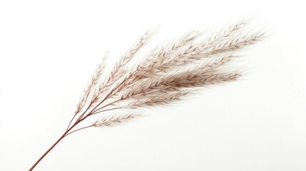 Fototapeta premium Dried pampas grass branch isolated on white