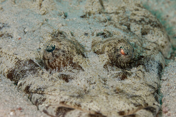 Mozambique, Cabo Delgado, Rolas Island, Crocodilefish (Cociella crocodila)