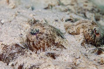 Mozambique, Cabo Delgado, Rolas Island, Crocodilefish (Cociella crocodila)