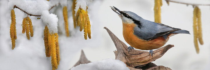 Kleiber (Sitta europaea) auch Spechtmeise auf Ast vor Haselnussstrauch im Winter, Panorama 