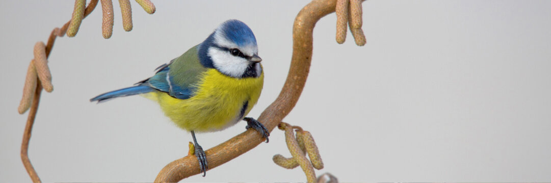 Blaumeise (Cyanistes caeruleus) sitzt auf Haselnusszweig mit Bl&uuml;ten, Panorama 