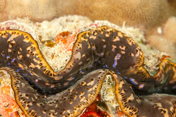 Mozambique, Cabo Delgado, Rolas Island, Small Giant Clam, Maxima Clam (Tridacna maxima)
