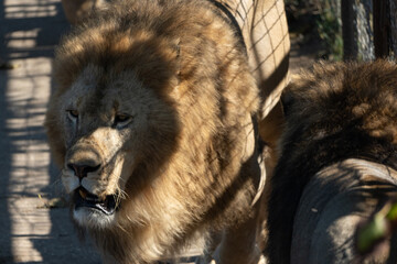 Lion, Zoo, Enclosure - Male lion in an enclosure at a zoo.