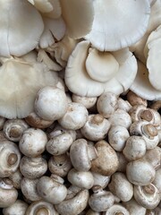 Plump and earthy, mushrooms come in a variety of shapes, sizes, and textures, ranging from the smooth, creamy caps of button mushrooms to the delicate, feathery gills of portobellos.