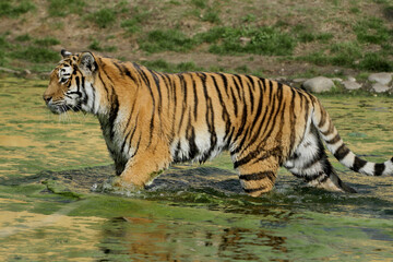 Sibirische Tiger (Panthera tigris altaica) am Wasser 