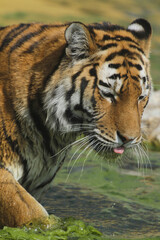 Sibirische Tiger (Panthera tigris altaica) am Wasser 