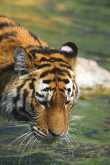 Sibirische Tiger (Panthera tigris altaica) am Wasser 