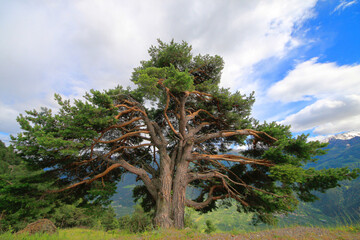 Zirbelkiefer (Pinus cembra) auf Hügel in Landschaft