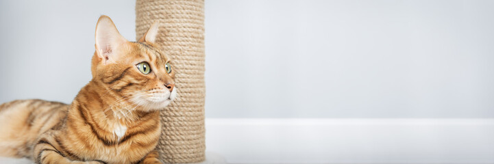 Bengal cat resting on scratching post.