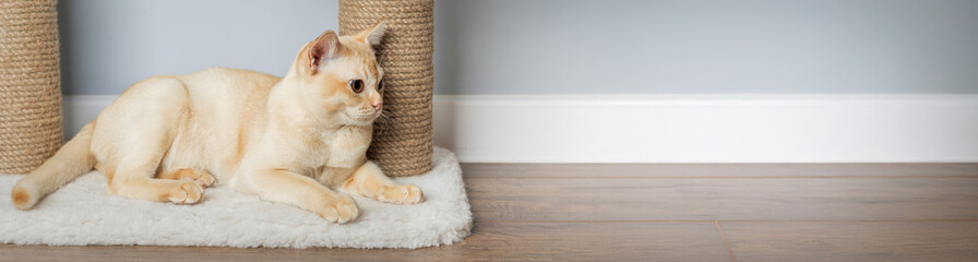 Burmese cat resting on scratching post.