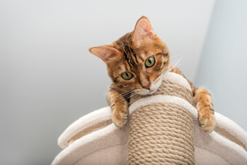Domestic cat resting on scratching post.