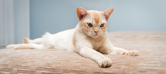 The cat lies on the bed.