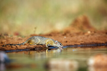 Smith bush squirrel drinking in waterhole with reflection in greater Kruger National park, South Africa ; Specie Paraxerus cepapi family of Sciuridae