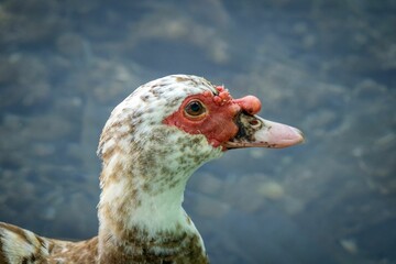 Close-up of a Muscovy duck with distinctive red facial features against a blurred water background.