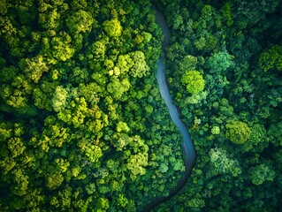 Lush green forest canopy overlooking a winding river surrounded by vibrant foliage