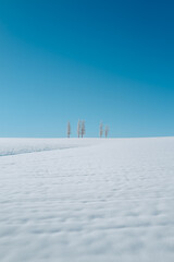 snow covered trees