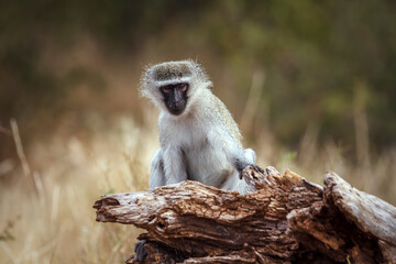 Vervet monkey seated on a log in greater Kruger National park, South Africa ; Specie Chlorocebus pygerythrus family of Cercopithecidae
