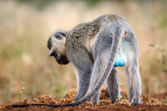 Vervet monkey rear view showing blue testicle in greater Kruger National park, South Africa ; Specie Chlorocebus pygerythrus family of Cercopithecidae