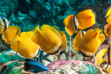 Tanzania, Zanzibar, Underwater, Sunburst Butterflyfish (Chaetodon kleinii) © Luigi