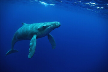 Humpback whale swimming in open ocean