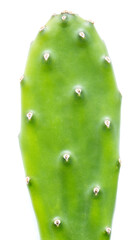 Green cactus on white background. Botanical garden succulent plant isolated for herbarium.