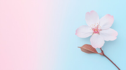 Fototapeta premium minimalist design featuring single cherry blossom against soft pastel background evokes tranquility and beauty. delicate flower stands out with its pink and white petals
